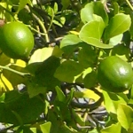 Лайм Citrus aurantifolia, Citrus × latifolia