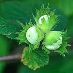 Лесной орех Corylus avellana i Corylus maxima (Betulaceae)