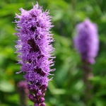 Лиатрис Liatris