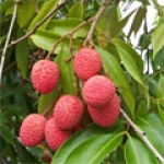 Личи Litchi chinensis