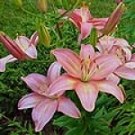 Лилия Lilium (Liliaceae)