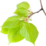 Липовый цвет Tilia, family Tiliaceae