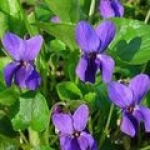 Лист фиалки Viola odorata