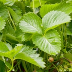 Лист земляники Fragaria vesca (Rosaceae)