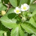 Лист земляники Fragaria vesca (Rosaceae)