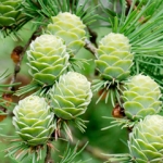 Лиственница Larix decidua