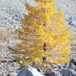 Лиственница Larix decidua