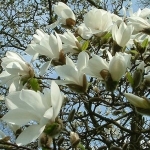 Магнолия Magnolia grandiflora (Magnoliaceae)