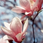 Магнолия Magnolia grandiflora (Magnoliaceae)