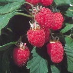 Малина Rubus idaeus