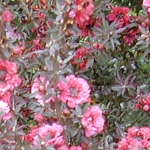 Манука (лимонное чайное дерево) Leptospermum scoparium