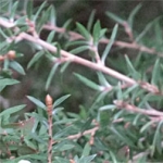 Манука (лимонное чайное дерево) Leptospermum scoparium