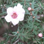 Манука (лимонное чайное дерево) Leptospermum scoparium