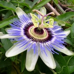 Маракуйя Passiflora edulis (Passifloraceae)