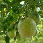 Маракуйя Passiflora edulis (Passifloraceae)