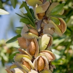 Миндаль Prunus amygdalis var. amara (Rosaceae)