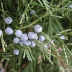 Можжевельник Juniperus virginiana