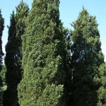 Можжевельник Juniperus virginiana