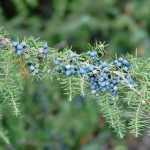 Можжевельник Juniperus virginiana