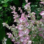 Мускатный шалфей Salvia sclarea (Labiatae)