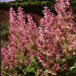 Мускатный шалфей Salvia sclarea (Labiatae)