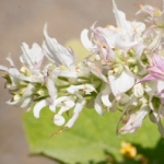 Мускатный шалфей Salvia sclarea (Labiatae)