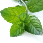 Мята Mentha spicata, piperita, aquatica (Labiatae)