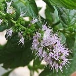 Мята Mentha spicata, piperita, aquatica (Labiatae)