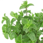 Мята Mentha spicata, piperita, aquatica (Labiatae)