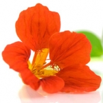 Настурция Tropaeolum majus