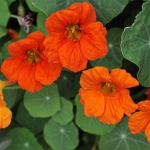 Настурция Tropaeolum majus