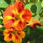 Настурция Tropaeolum majus