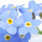 Незабудка Myosotis