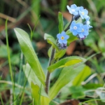 Незабудка Myosotis