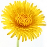 Одуванчик Taraxacum