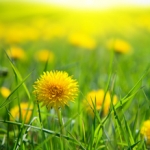 Одуванчик Taraxacum