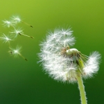 Одуванчик Taraxacum