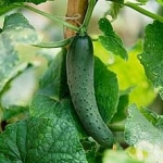 Огурец Cucumis sativus