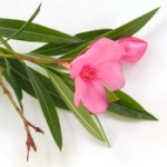 Олеандр Nerium oleander