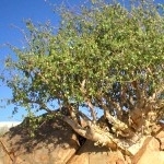 Опопонакс Commiphora Erythraea