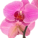 Орхидея (Orchidaceae)