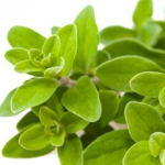 Оригано (Душица) Origanum