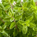 Оригано (Душица) Origanum