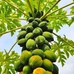 Папайя Carica papaya