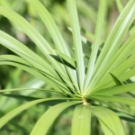 Папирус Cyperus papyrus