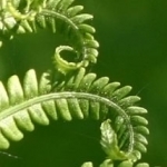 Папоротник Pteridophyta