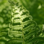 Папоротник Pteridophyta