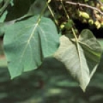 Павловния Paulownia