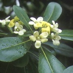 Питоспорум Pittosporum tobira (Pittosporaceae) 