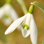 Подснежник Galanthus nivalis